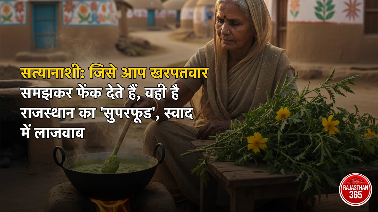 सत्यानाशी: जिसे आप खरपतवार समझकर फेंक देते हैं, वही है राजस्थान का 'सुपरफूड', स्वाद में लाजवाब