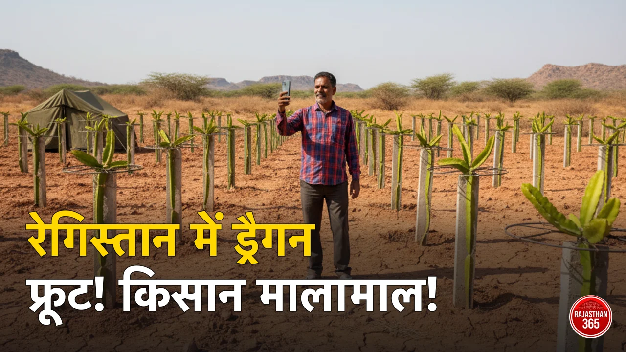 रेगिस्तान में भी सोना उगा रहे बाड़मेर के किसान: ड्रैगन फ्रूट की खेती से बदली किस्मत, जानें सीक्रेट फॉर्मूला
