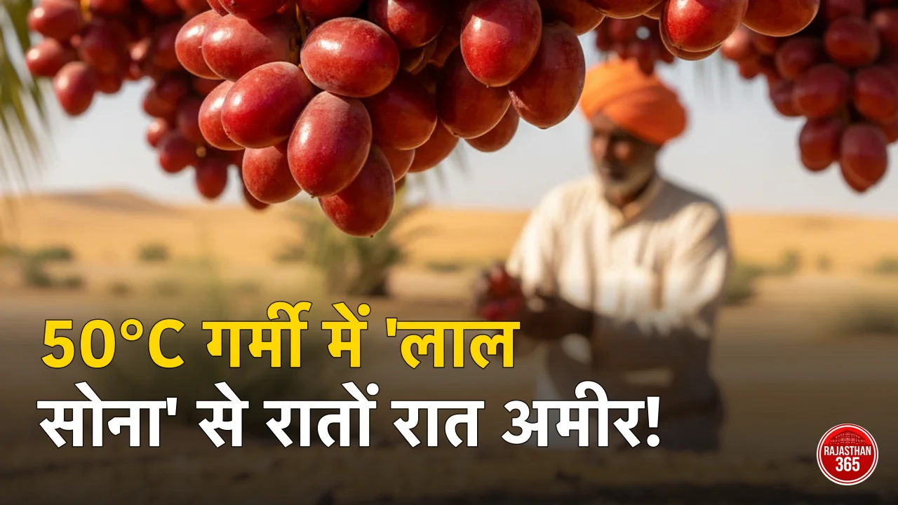 बाड़मेर में 'आनंद रेड' खजूर के पौधे, जो 50°C गर्मी में भी अच्छी पैदावार देते हैं।