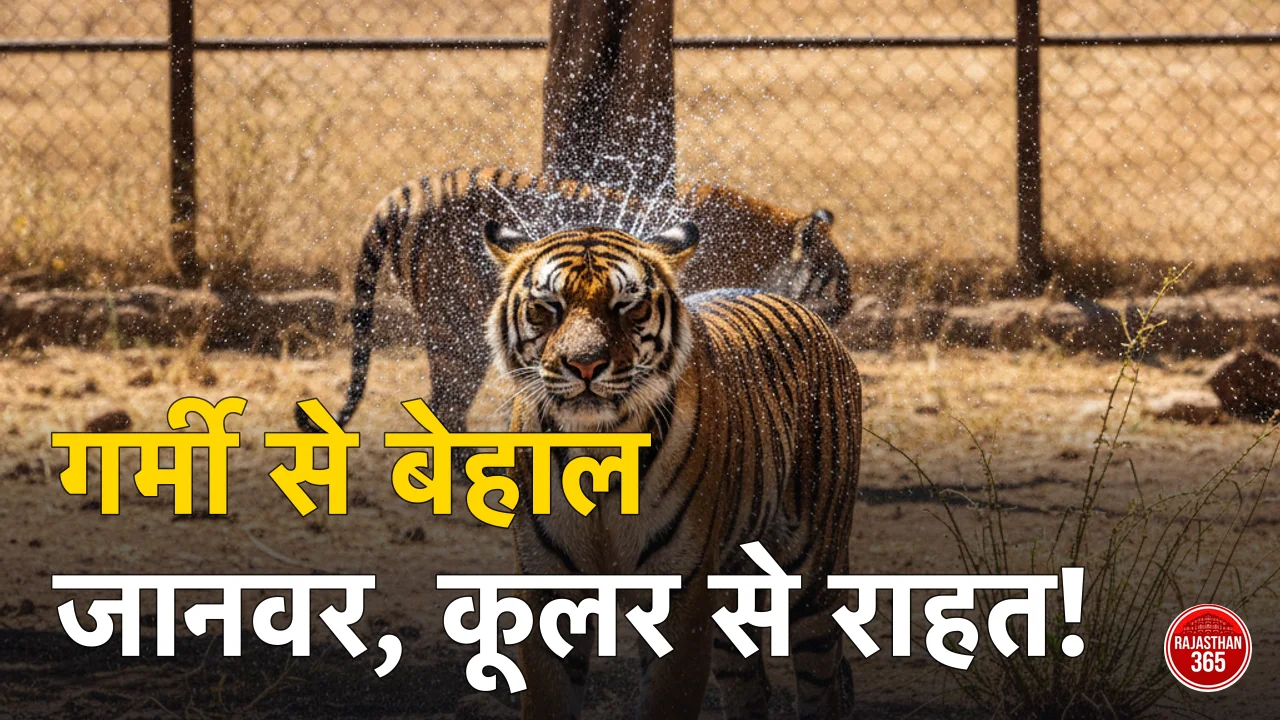 राजस्थान की भीषण गर्मी से बेहाल वन्यजीव: नाहरगढ़ और हाथी गाँव में कूलर-स्प्रिंकलर से दी जा रही राहत